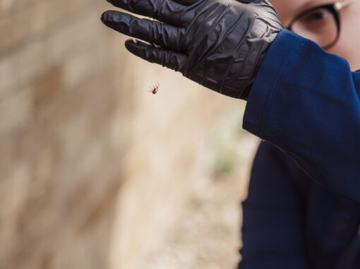 FRANKLINPESTCONTROL_RealProducers2025_004 Franklin Pest Solutions technician identifies spider