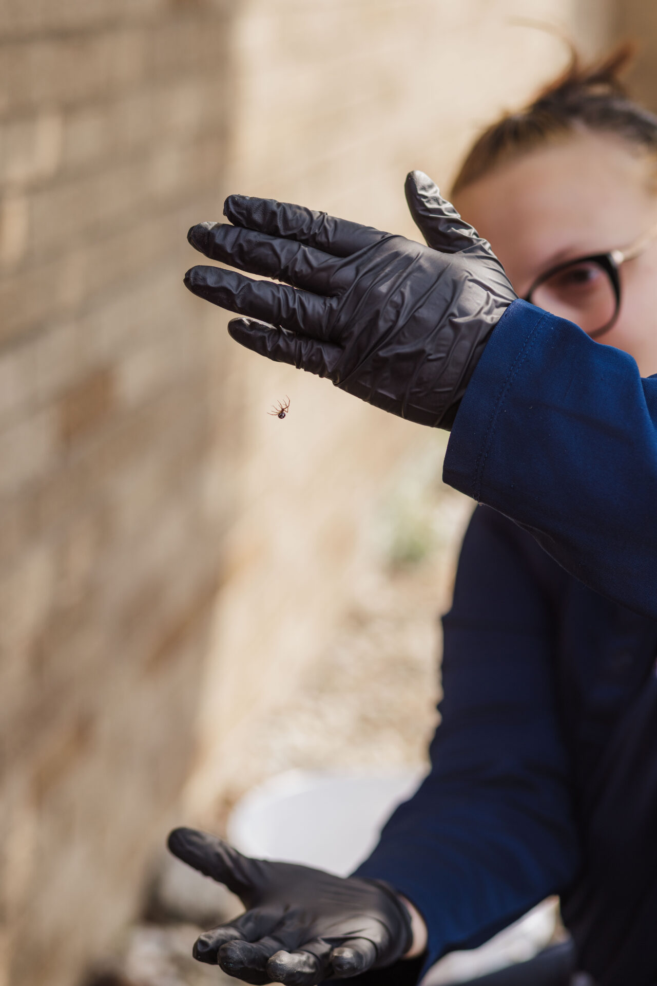 Franklin Pest Solutions technician identifies spider