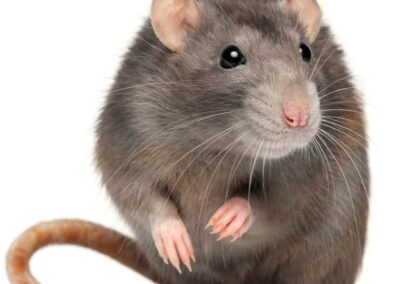 Norway rat pest control service is available in the Chicago and Rockford areas.