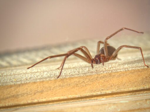 Small brown recluse spider crossing a wooden board
