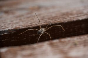 cellar spider on the wood