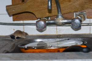 one mouse running across dishes in sink in kitchen