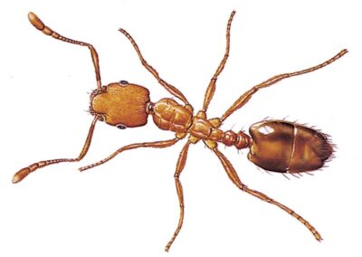 Pharaoh Ant pest control service is available in the Chicago and Rockford areas.