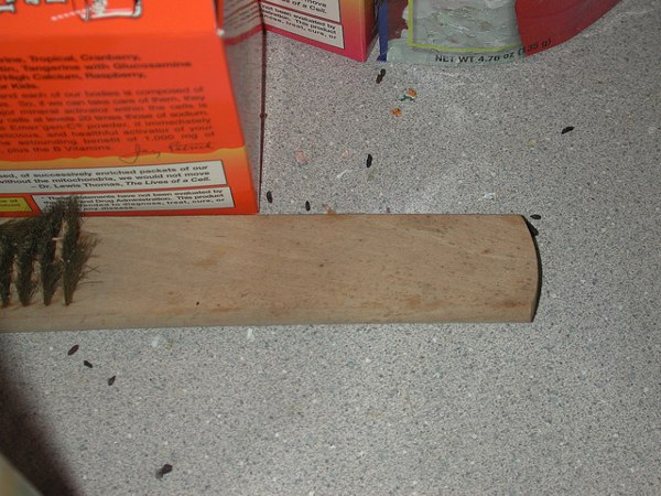 Rodent Droppings on Kitchen Floor