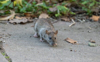 Why Homes in the Midwest Are Seeing More Norway Rats