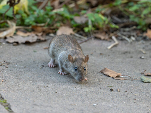 A brown rat stands on a concrete surface outdoors, surrounded by dry leaves and green plants.