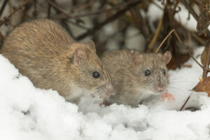 Two brown rats stand close together on snow, surrounded by dry twigs and leaves.