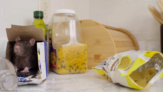 A rat inside an open food box on a pantry counter surrounded by a bag of chips