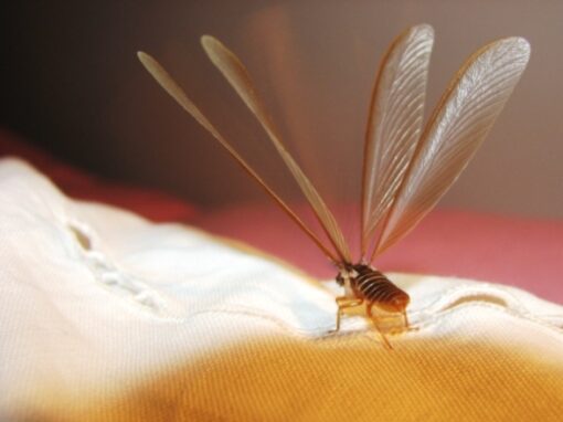 A winged termite resting on a light-colored fabric surface, showing its translucent wings