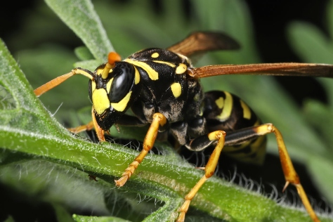 close-up of a wasp perched on a green plant
