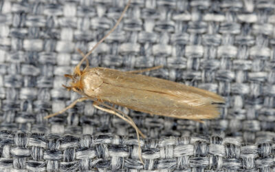 Close-up of a brown moth resting on a textured gray and white woven fabric surface—prompting the question: do mothballs work to keep bugs out of the house?.