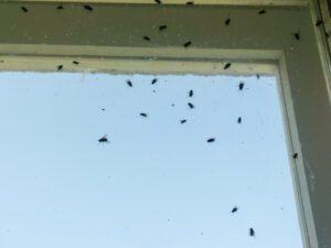 Several houseflies are gathered on the inside of a window, with some crawling on the glass and frame, against a clear sky background.