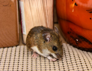 A small brown mouse sits on a textured surface between food jars and containers in a kitchen pantry.
