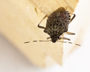 A close-up of a brown marmorated stink bug perched on the edge of a light-colored wooden surface.