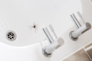 A spider sits in a white sink near two silver-colored faucets and a drain.
