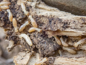 Close-up of several termite pests crawling on and inside damaged, decaying wood.