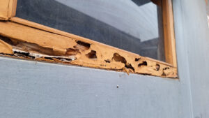 Close-up of signs of termites on wooden window frame with significant rot and damage along the bottom edge, revealing decayed and chipped wood.