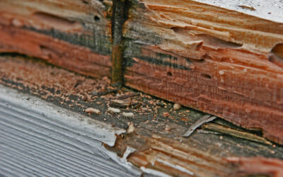 A Homeowner’s Guide to Termites: Signs, Risks, and Prevention