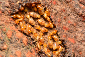 A close-up image shows a cluster of termite workers nestled together within a crevice in a piece of wood.