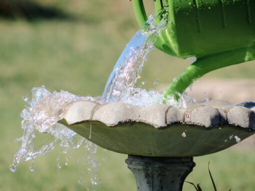 Water being poured from a green watering can into a concrete birdbath, with water splashing over the edge—regularly refilling like this can help reduce mosquitoes by preventing stagnant water buildup.