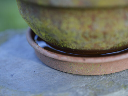 Close-up of a mossy terracotta flower pot on a matching saucer filled with water, placed on a stone surface outdoors—a reminder that learning how to reduce mosquitoes starts with emptying standing water from garden pots.