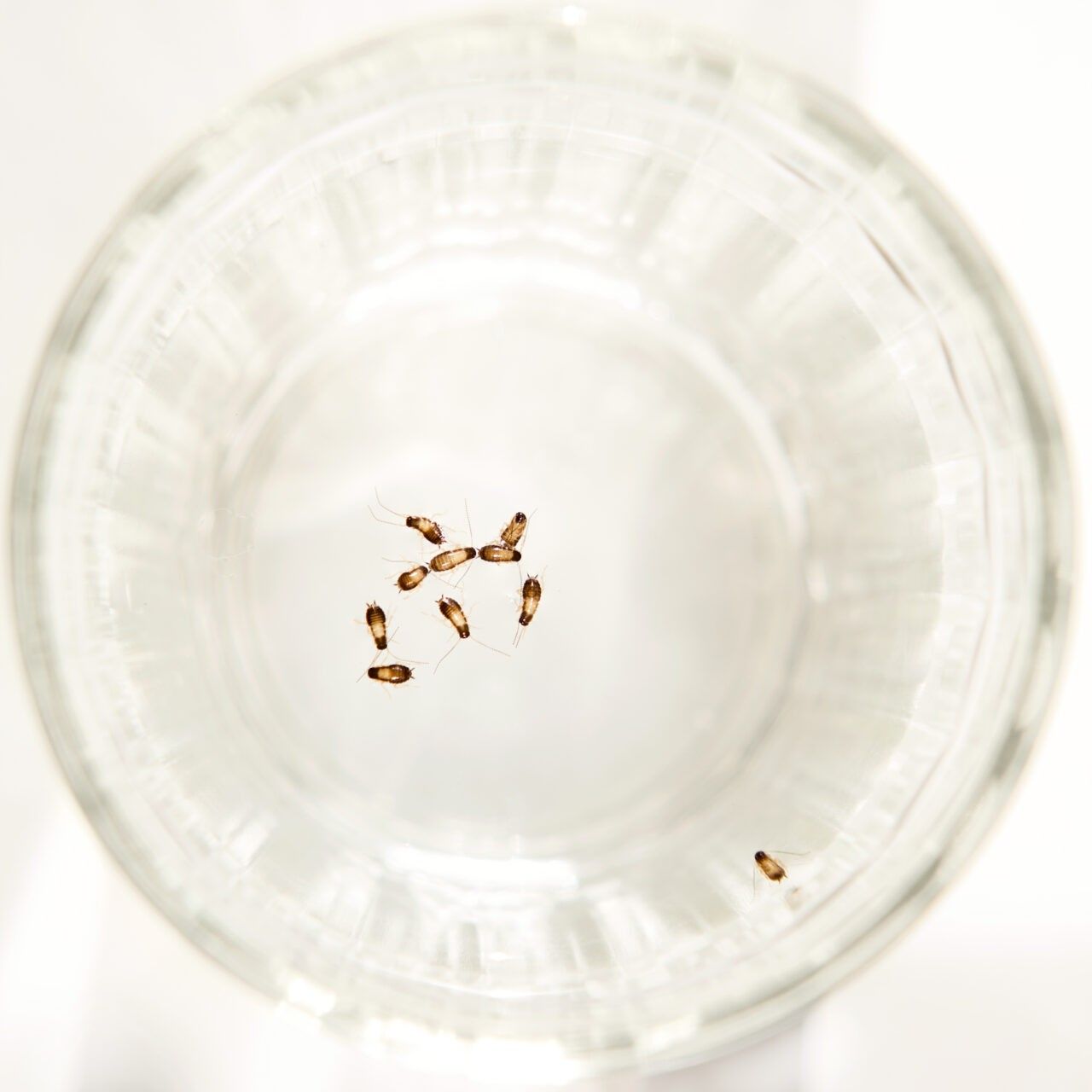Small cockroach trapped in a clear bowl, illustrating household pest control and prevention tips