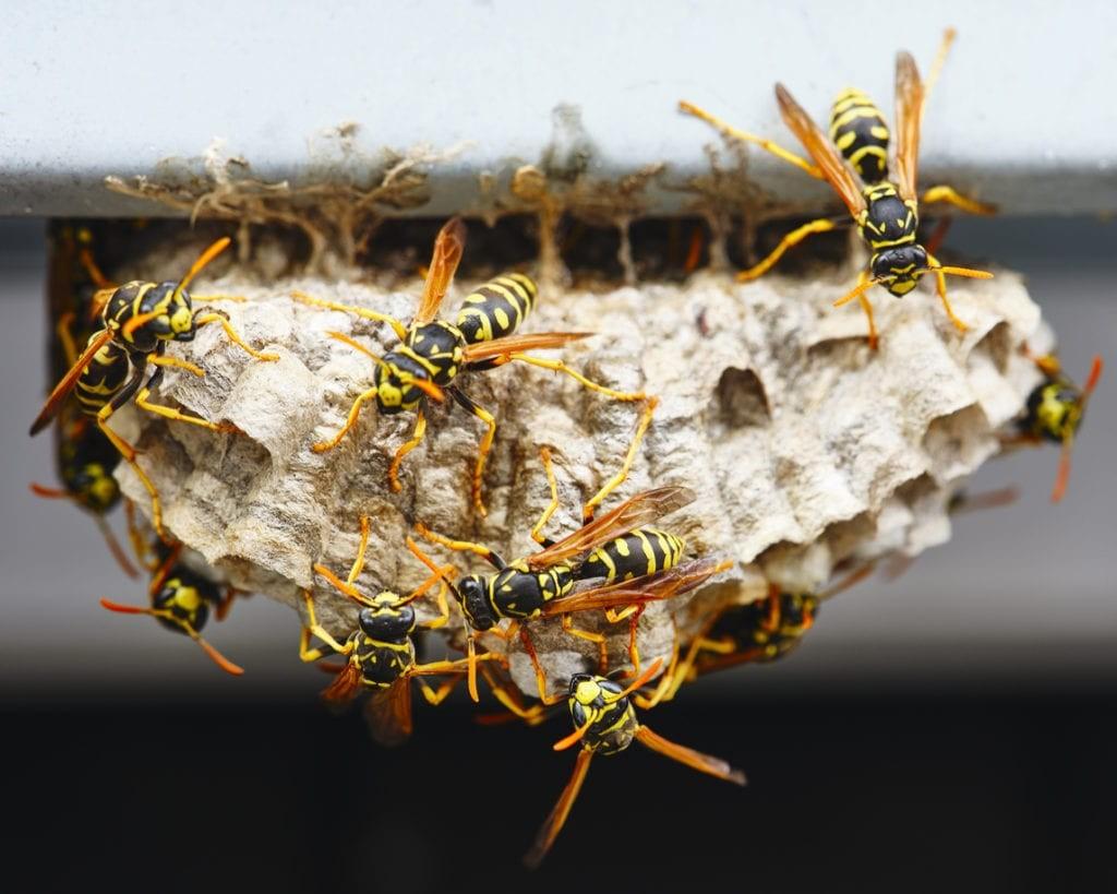 Close-up of yellow and black wasps clustered on a paper nest under an ledge
