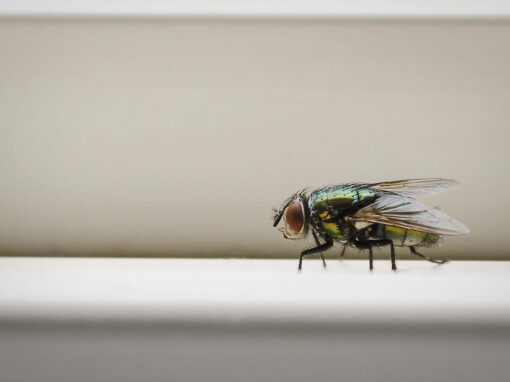 A close-up of a housefly with iridescent wings standing on a white surface, with a blurred background.