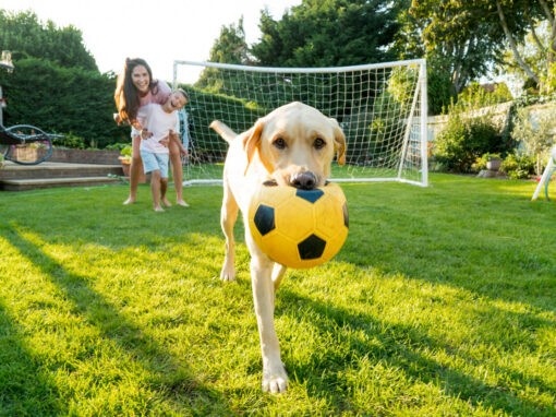 Dog carrying a soccer ball across a backyard lawn with a goal in the background<br />
