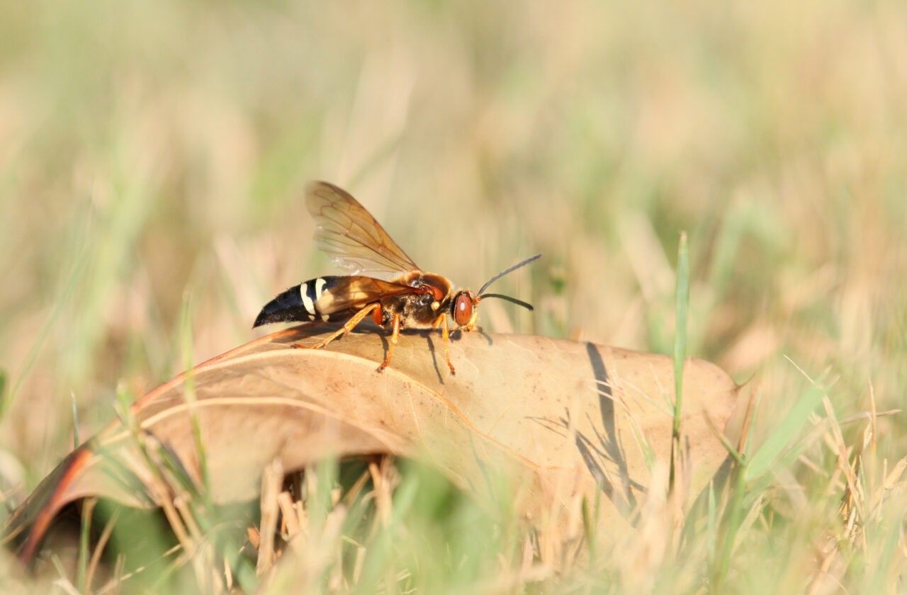 Close-up of a cicada killer wasp resting on a dry leaf in grassy terrain