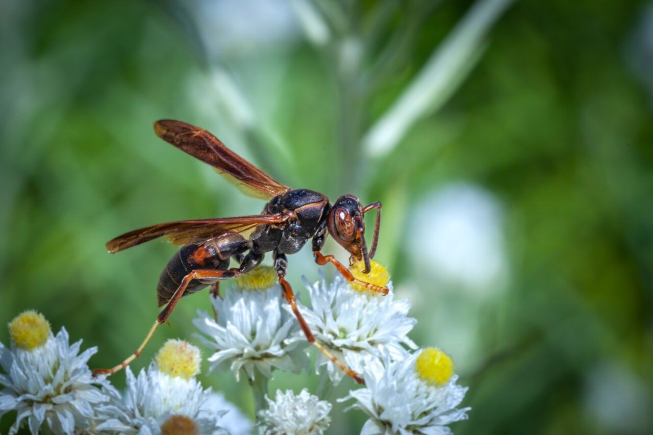 Close-up of a paper wasp perched on small white flowers in a garden setting