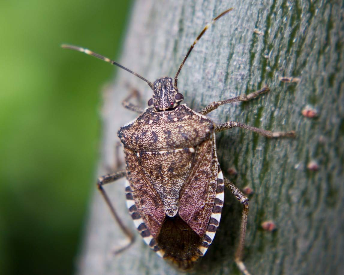 Close-up of a brown stink bug resting on tree bark with visible markings