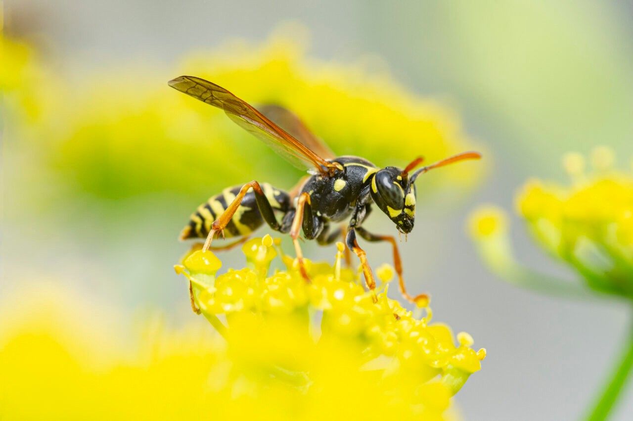 Close-up of a paper wasp perched on yellow flowering plants