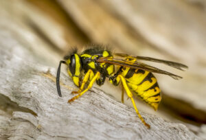 Close-up of a yellow and black wasp resting on a piece of weathered wood, showcasing its detailed body and wings.