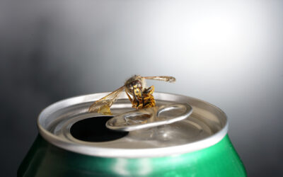 Why Are Wasps So Aggressive? What to Know About Stinging Insects