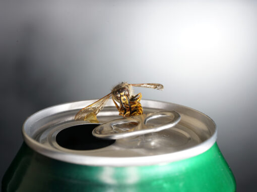 A wasp is perched on the open tab of a green aluminum can against a blurred background.