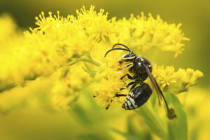 A close-up of a black and white wasp perched on bright yellow flowers, collecting nectar, with a blurred yellow background.