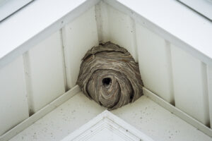 A large wasp nest is attached to the white wooden eaves of a house, positioned in the corner where two rooflines meet.