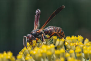 A close-up of a wasp with black and brown markings feeding on small yellow flowers, with a blurred green background.