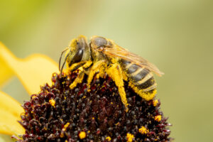 A close-up of a bee covered in yellow pollen, perched on the dark center of a sunflower, with a blurred yellow petal and green background.
